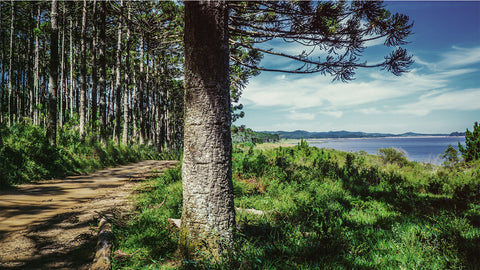 Exploring Oregon’s Coast On A Bike